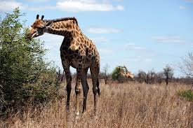 And have small, rounded ears. South Africa The Giraffe Just Silently Went To The List Of Endangered Species Steemit