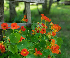 Image result for Nasturtium