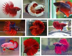 Banyak ikan cupang warna warni berbagai jenis dan harga yang berbeda beda. Inilah Kriteria Penilaian Cupang Kontes Berstandar Nasional