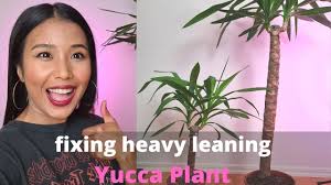 Check out our yucca plant selection for the very best in unique or custom, handmade pieces from our craft supplies & tools shops. Fixing Heavy Leaning Yucca Plant Repotting And Dividing Big Yucca Plant Youtube