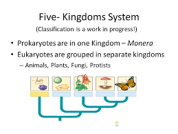 Phylogeny Systematics Cladistics Ppt Video Online Download