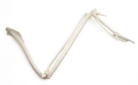Kit Bald Eagle Wing Bones Replica The Bald Eagle Wing Is A Classic Example Of The Passive Soaring Wing Shape Usually Broad And Relatively Short Wings With F