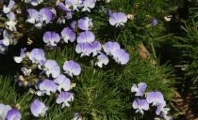 Image result for Psoralea arborea