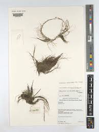 Image result for Eleocharis confervoides