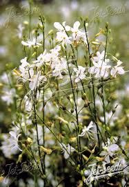 Image result for Anthericaceae