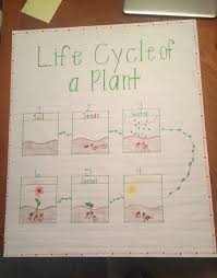 simple life cycle of a plant anchor chart for preschool