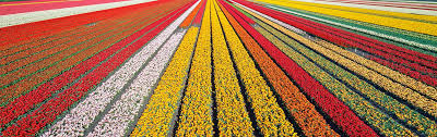 Download the perfect flowers pictures. Visit The Prettiest Flower Fields Of The Netherlands Holland Com