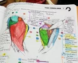 Most freshies have been there at some point or the other. What Is The Best Way To Study Human Anatomy In 1st Year Mbbs Quora