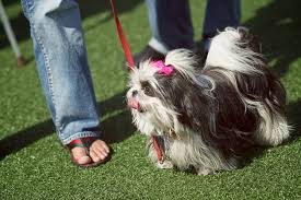But well, you will have to provide a lot of attention to. The Top 5 Shih Tzu Haircut Styles The Dog People By Rover Com