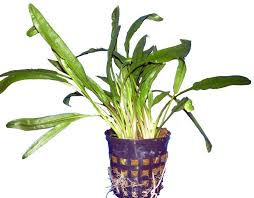 Wasserkelche eignen sich hervorragend für die mittelgrundbepflanzung deines aquariums. Cryptocoryne Mutterpflanze Aquariumpflanzen Kaufen