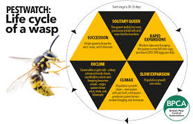 Do You Know How Long Wasps Live? Wasps Life Cycle