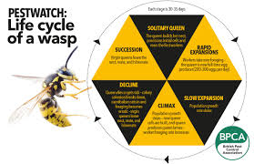 3.) get proper insecticide to get rid of hornets. Pest Advice For Controlling Wasps