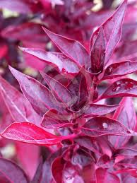 Image result for Iresine lindenii