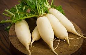 Rzodkiew daikon