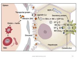 Liver Bilirubin Metabolism Jaundice