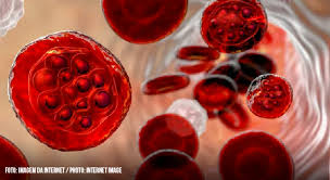 Increased Primaquine Total Dose In Patients With Multiple Plasmodium Vivax Relapses Associated With Impaired Cyp2d6 Activity Report Of Three Cases Sbmt