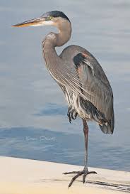 Great Blue Heron Sea Birds Heron Art Blue Heron