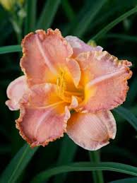 Pin On Gardening