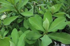 Image result for Euphorbia grantii