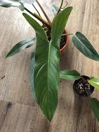 Philodendron Mexicanum Philodendron Healthy Plants Plants