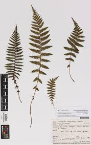 Image result for Amauropelta