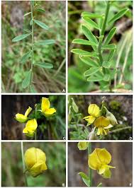 Image result for Crotalaria uncinella