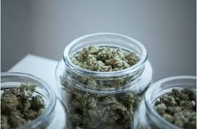 Ilgm is one of the oldest and best cannabis seed banks you'll find online, having been around since 2012. S9vbefiibvs3um