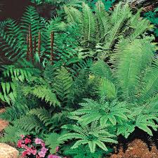 Image result for native ferns