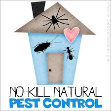 The landlord or the tenant? No Kill Natural Pest Control For Your Home