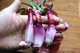 If the onion has been sprouting for a while, the roots on the bottom may. Planting Sprouted Onions