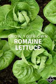 The ribs of romaine turn a milky color if the lettuce is left on the plant too long. Growing Romaine Lettuce A Gardener S Checklist Gardening Channel