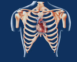 The heart heart is a very important organ which acts as a muscular pump. The Heart Ck 12 Foundation