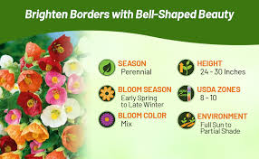 Image result for Abutilon sp.no.1