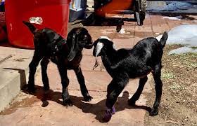 Saving A Weak Baby Goat Backyard Goats