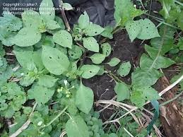 Image result for Solanum scabrum