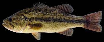 Find the perfect largemouth bass stock photos and editorial news pictures from getty images. Largemouth Bass Missouri Department Of Conservation