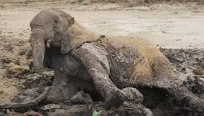 Elephants rescued from mud caused by drought at Kenyan dam site | Journal of African Elephants