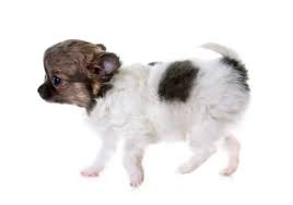 Find local long haired chihuahua in dogs and puppies in the uk and ireland. Long Haired Chihuahua Facts I Love My Chi