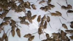 A plague of cannibalistic mice is threatening to invade sydney. Australia Mouse Plague Sees Rodents Crawling Into Beds And Biting Occupants The Independent