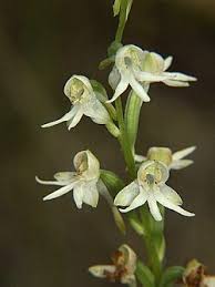 Image result for Habenaria indiana