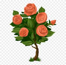 Rose Bush Png Drawing A Rose Tree Clipart 1230733 Pikpng Late summer is the best time to apply weed killer to wild rose bushes. rose bush png drawing a rose tree