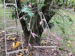 Image result for Rhipidoglossum rutilum