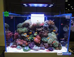 With the help of these tools, it is possible for even a beginner to make a beautiful. The Beautiful Entries Of This Year S Aquarama Reef Aquascaping Competition Reef Builders The Reef And Saltwater Aquarium Blog