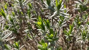 Von einem ausgewachsenen lavendelstrauch kannst du jede saison sieben bis acht. Lavendel Schneiden Pflanzen Und Pflegen Ndr De Ratgeber Garten Zierpflanzen