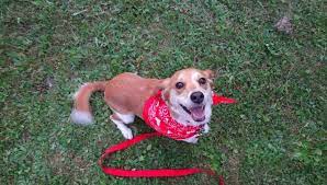 Urgent care (diagnostic testing, broken leg, torn ligament, etc.) 4. Euthanizing Pets Increasing As Vet Costs Rise