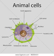 Check spelling or type a new query. Internal Structure Vector Photo Free Trial Bigstock