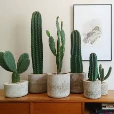 You water a cactus with water just like you would any plant. We Love These Simple Concrete Planters They Really Let The Cacti Stand Out And Shine Need Some More Plant Decor Indoor Cactus Plants Cactus House Plants
