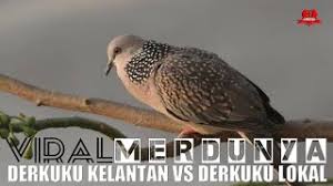 Contact terkukur kelantan on messenger. Derkuku Kelantan Juara Nasional Vs Tekukur Lokal Juara Daerah