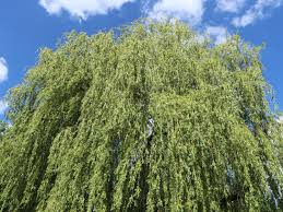 Salix alba, the white willow, is a species of willow native to europe and western and central asia. Trauerweide Hangeweide Silberweide Tristis Salix Alba Tristis Baumschule Horstmann