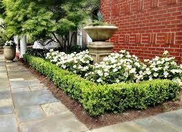 15 Must See Korean Boxwood Pins Boxwood Hedge Hydrangea Front Lawn Landscaping Boxwood Landscaping Front Yard Plants